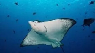Palau - Micronezia - Blue Corner scuba diving