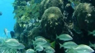Scuba diving in Isla Cozumel