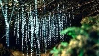 Waitomo - pestera licuricilor